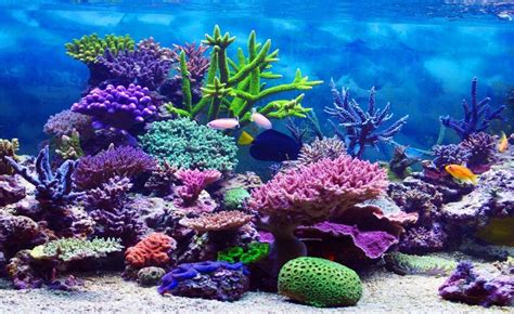 Coral Reef Ocean Habitat - 1000x613 Wallpaper - teahub.io