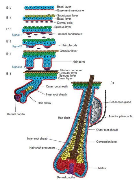 The Morphogenesis Of The Hair Follicle Hf In Mice Embryos The Download Scientific Diagram