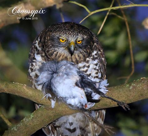 Powerful Owl with prey ID required | BIRDS in BACKYARDS