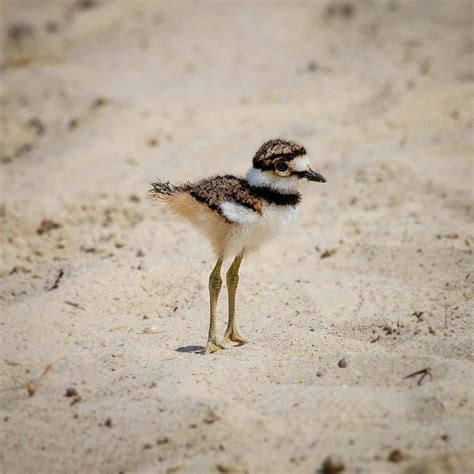 Killdeer Chicks