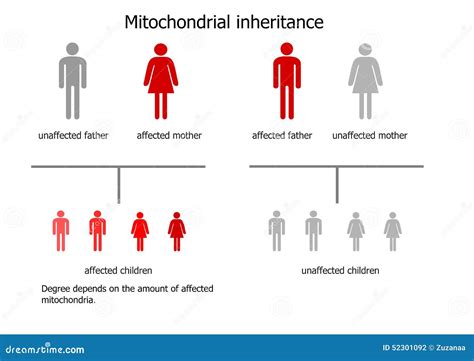 Mitochondrial Diseases Inheritance Stock Illustration - Image: 52301092