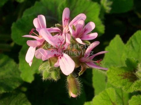 Pelargonium " Chocolate Peppermint " - pelargonie,muškát vonný ...