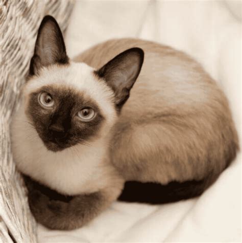 Pregnant Siamese Cat Signs Of Pregnant Siamese Cat