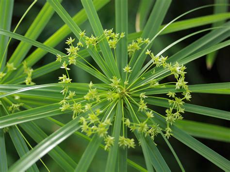 Cyperus Involucratus Cyperaceae