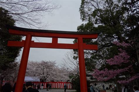 『京都訪問2023⑤桜の名所、平野神社の夜桜と千本釈迦堂の阿亀桜を鑑賞：京都市・平野神社、千本釈迦堂、北野天満宮』東山・祇園・北白川京都