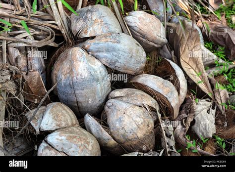 Dry Coconut High Resolution Stock Photography And Images Alamy