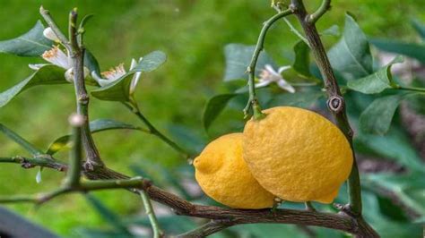 Lastuce Des Agriculteurs Pour Faire Pousser Des Plants De Citron En