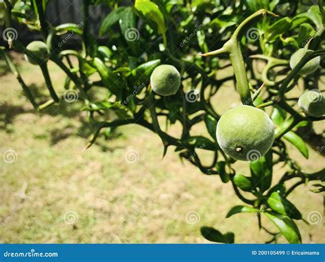 Trifoliate Orange In The Backyard Stock Image Image Of Gardener