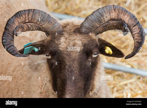 Manx Loaghtan Sheep At Malvern Autumn Show Worcestershire Uk Stock