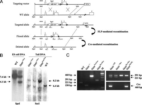 Generation Of Oxtr And Oxtr FB FB Mice And Analysis Of Genotypes A