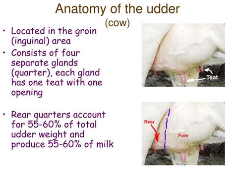 Ppt Objective Understanding The External And Internal Structure Of