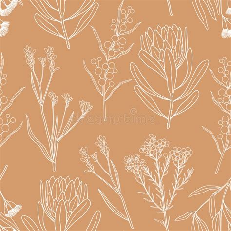 Australian Wattle Vector Stock Photos Free And Royalty Free Stock