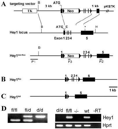 Conditional Inactivation Of The Hey1 Gene A The Targeting Construct