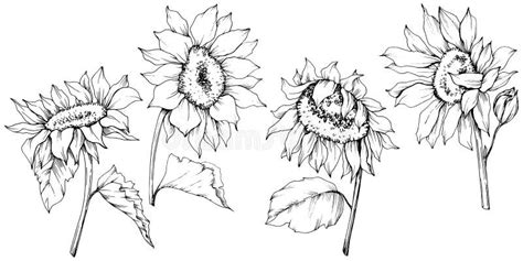 Vector Sunflower Floral Botanical Flowers Black And White Engraved Ink