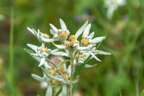 Edelweiss Flower Bouquet Stock Image Image Of Alpinum 42882203