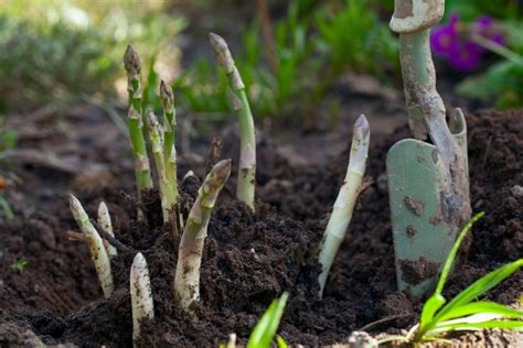 Grüner Spargel anbauen Pflanzen pflegen und reichlich ernten