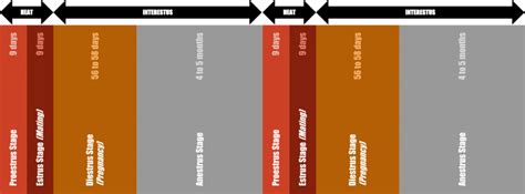 Understanding The Dog Heat Cycle Stages & Signs