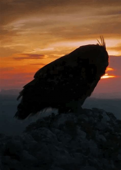 Sunset Owl  Wild Animals Pictures Beautiful Owl Owl