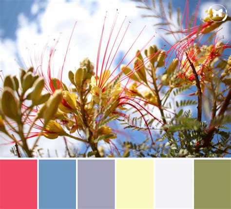 Nature Inspired Color Palettes Amanda Creek Creative