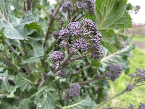 How To Grow Organic Purple Sprouting Broccoli And Cook It Jack Wallington Nature And Gardens