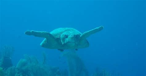 It S My Cake Day I Present You The Loggerhead Turtle Bro That Swam By To Say Hello While I Was