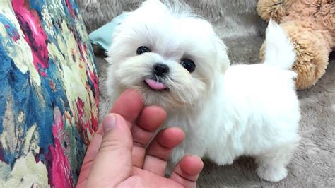 Micro teacup Maltese puppies for sale - YouTube