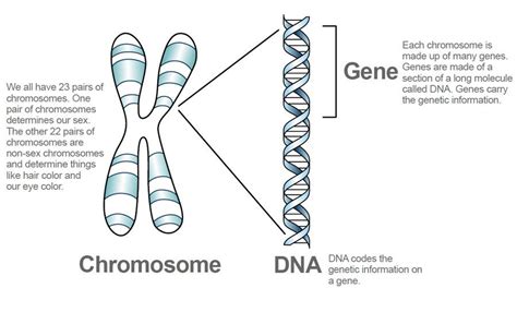 Dna And Chromosomes Analogy Worksheet