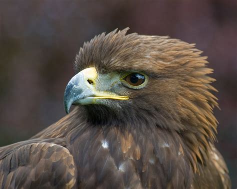 Golden Eagle portrait