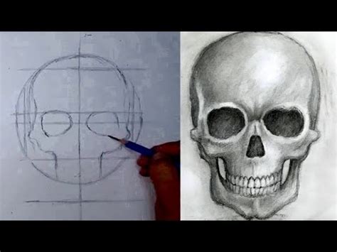 Como Dibujar El Craneo Realista En Sus Correctas Proporciones Youtube