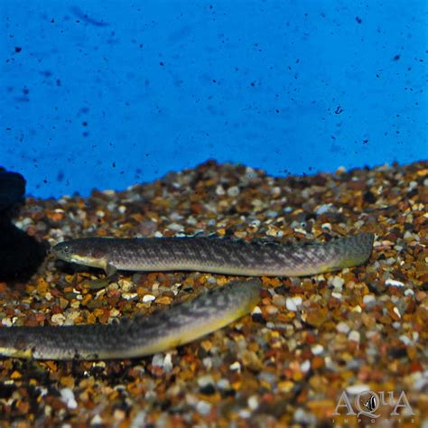 Polypterus Buettikoferi