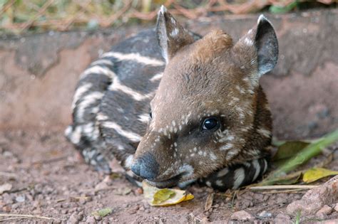 10 Things You Need To Know About Tapirs Ted Blog