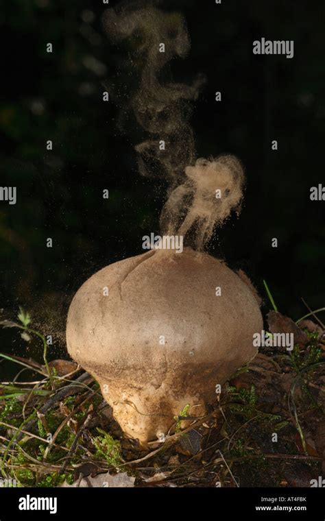 Fungus puffball spores reproduction hi-res stock photography and images ...