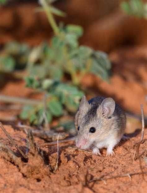 Thermal Physiology Of Three Sympatric Small Mammals From Southern