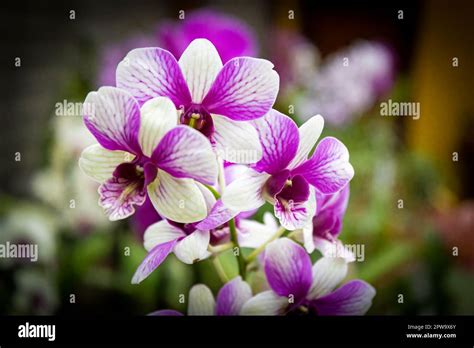 Purple And White Petal Orchid With Purple And Yellow Interior With The