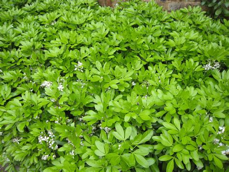 Buy Choisya ternata (Mexican Orange Blossom) - Architectural Plants