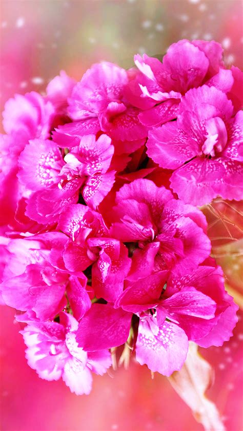 Hd Flower Wallpapers For Android