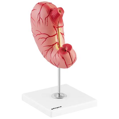 D Anatomical Model Of The Human Stomach Wasserman Eu