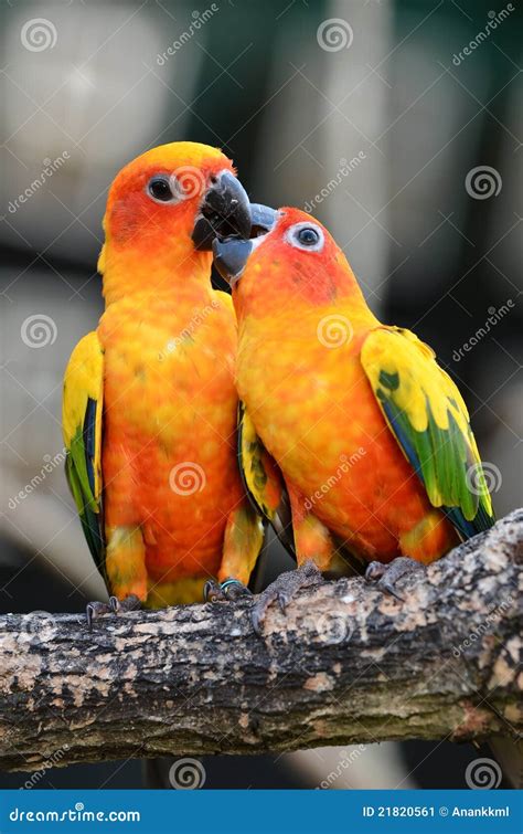 Sun Conure Parrot stock image. Image of bird, golden - 21820561