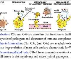 Immunology Complement System Flashcards Quizlet