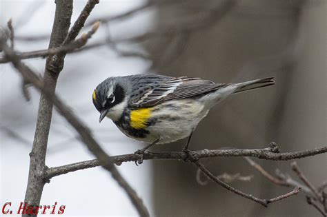 Yellow Rumped Warbler Paruline Croupion Jaune Charles Harris Flickr