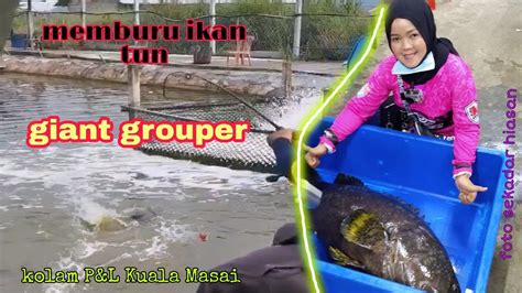 Aksi Memburu Ikan Kerapu Kertang Di Kolam Pancing P L Kuala Masai YouTube