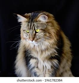 Maine Coon Cat Detailed Fur Stock Photo 1961782384 | Shutterstock