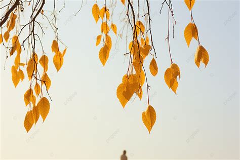 Fondo Hojas Amarillas De Arce Contra El Cielo Azul Fondo Otoño