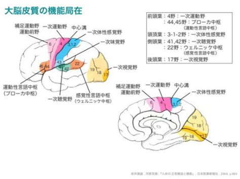 ブロードマンの脳地図 Cerebralcortexhtml Mdsts On Tumblr