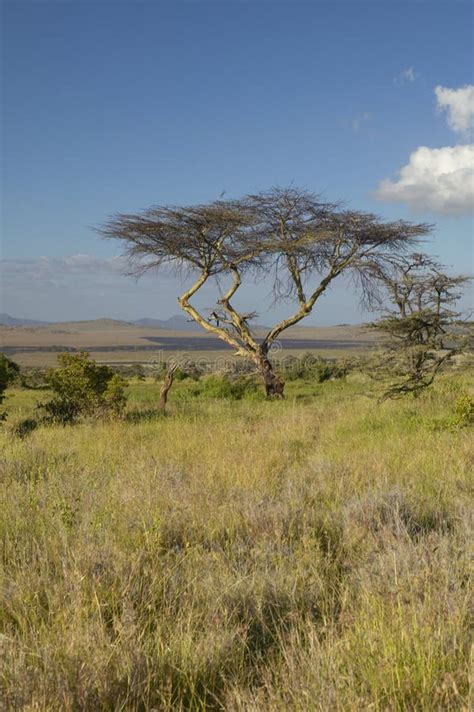 Il Monte Kenya Ed Albero Solo A Tutela Di Lewa Kenya Africa Dell