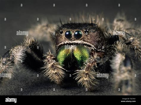 Jumping spider (Phidippus sp.) with highly iridescent mandibles Stock ...