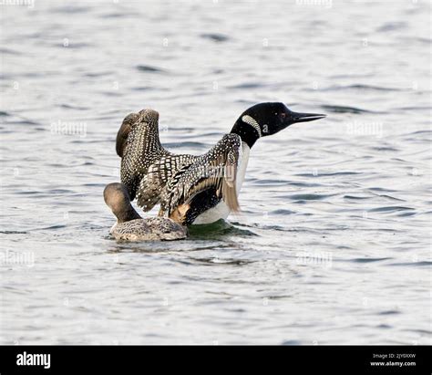 Common Loon With Young Immature Baby Loon In Its Growing Phase Swimming
