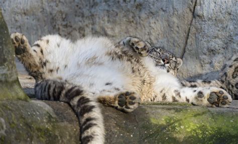 Funny Lying Female Snow Leopard Ii Tambako The Jaguar Flickr