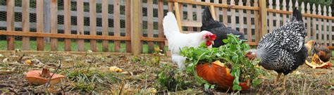 Backyard Chicken Basics Uf Ifas Extension Indian River County