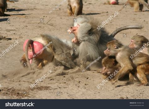 Baboons Fighting Stock Photo 94406146 - Shutterstock